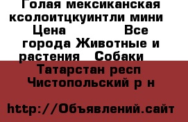 Голая мексиканская ксолоитцкуинтли мини › Цена ­ 20 000 - Все города Животные и растения » Собаки   . Татарстан респ.,Чистопольский р-н